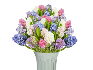 Гиацинты/микс цвет